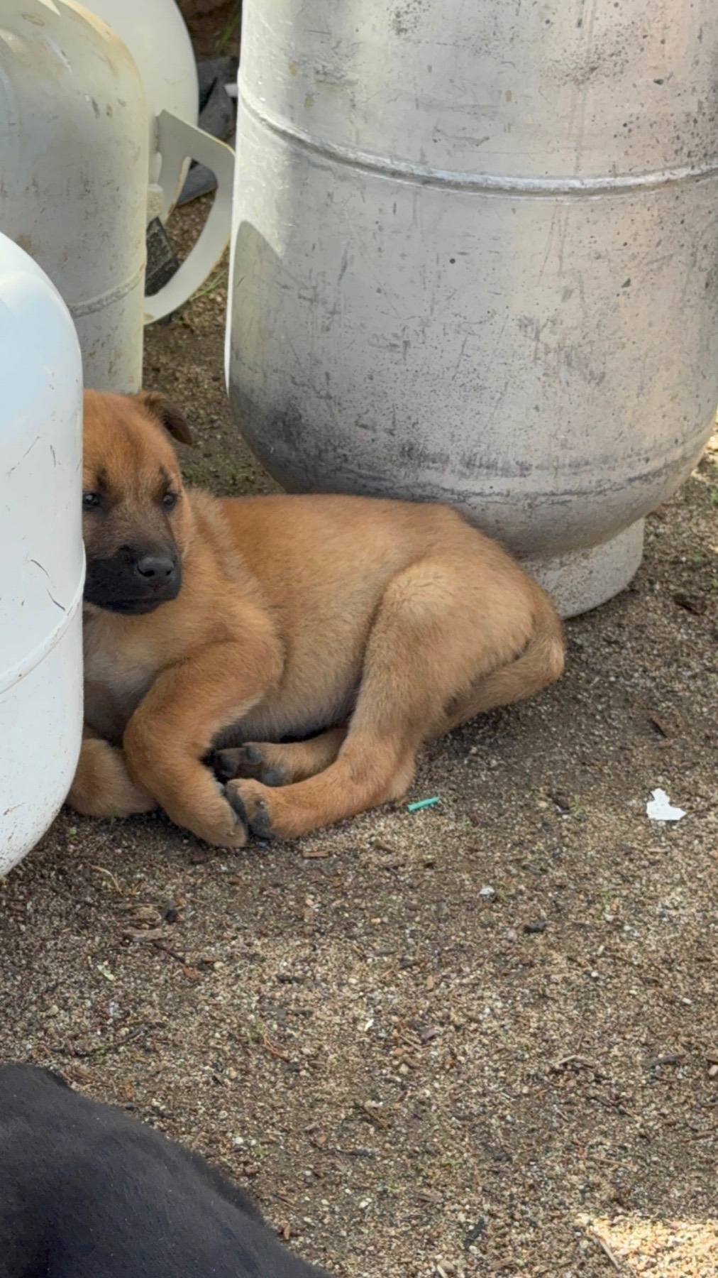 Dogs in the community setting